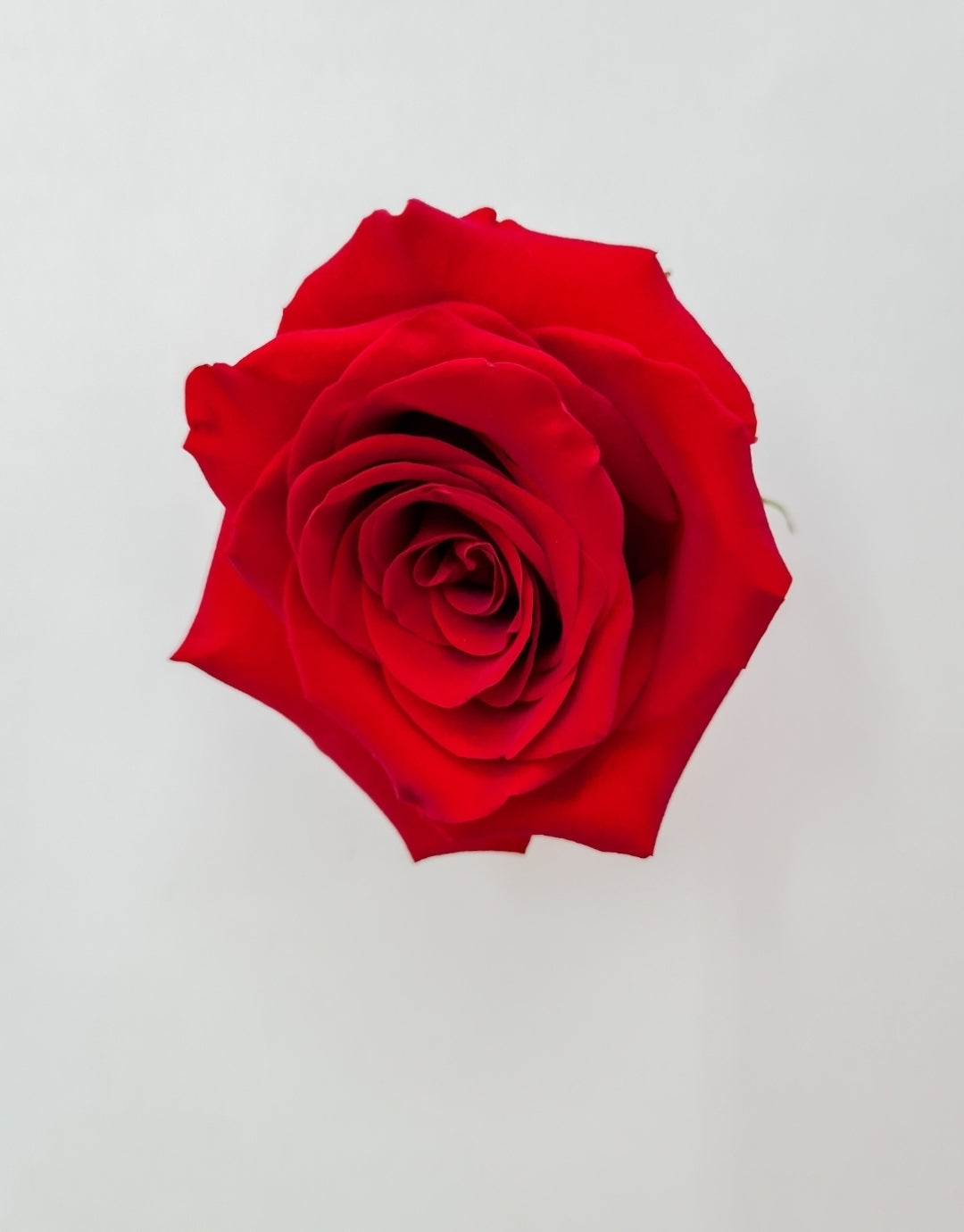 SINGLE ROSE
